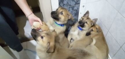 4 щеночка ищут новый дом