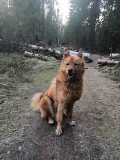 Собака вязка карело финская лайка ищет подругу
