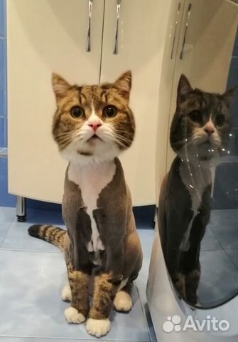 Стрижка кошек и собак в Тольятти. Грумер