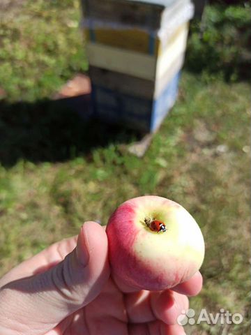 Пчелопакет карника бакфаст