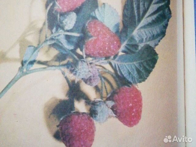 Малина- Прогресс