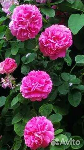 Саженцы легендарной розы Duchesse Cambridge