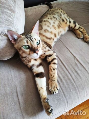 Передержка домашних животных