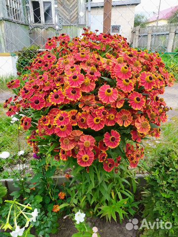 Многолетники для сада