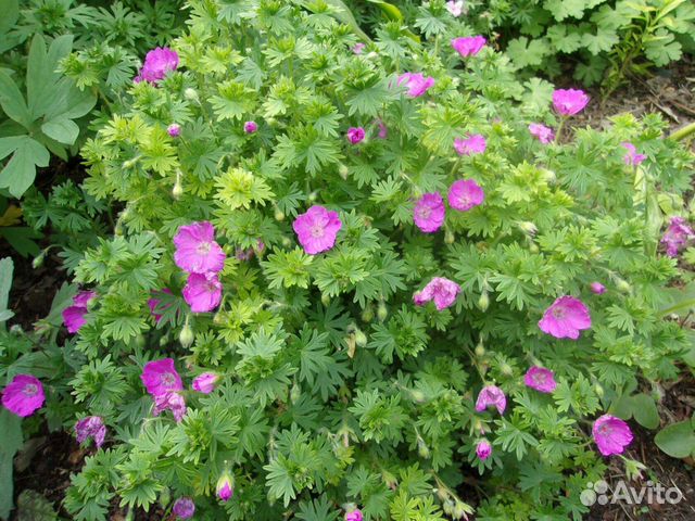 Декоративные уличные и комнатные растения