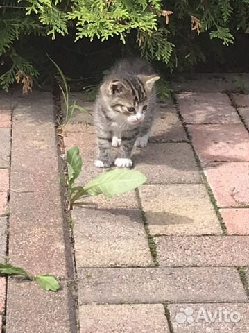 Котенок в добрые руки