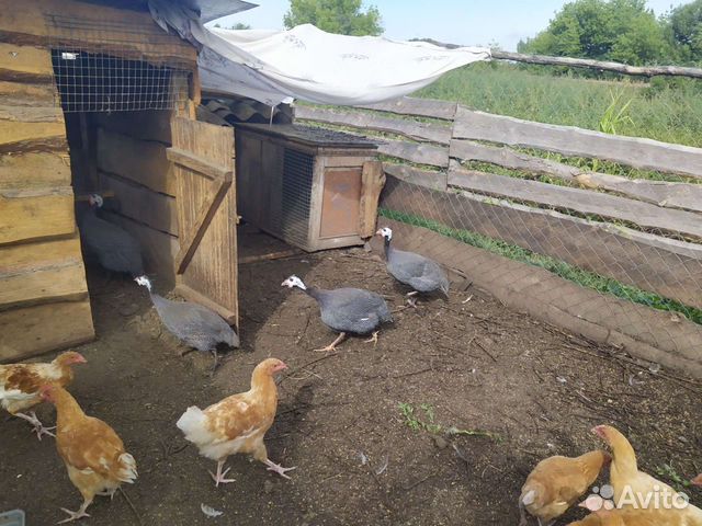 Авито скопин животные. Село катино рязанской области. Авито скопин животные. Сасово коровник. Животные скопина.