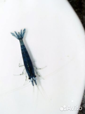 Креветки, улитки и растения