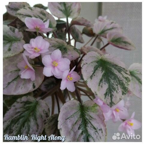 Фиалки трейлеры