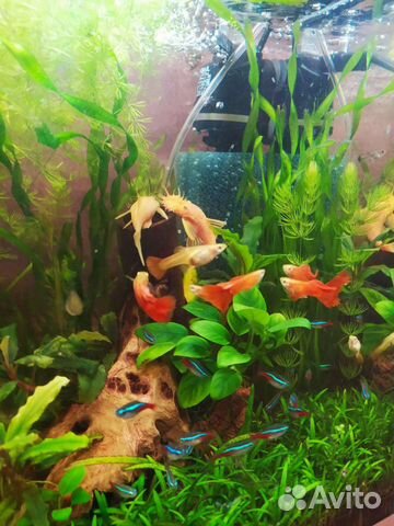 Рыба сом супер ред