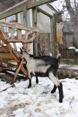 Альпийский козлик