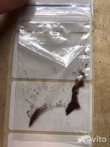 Глоксинии семена