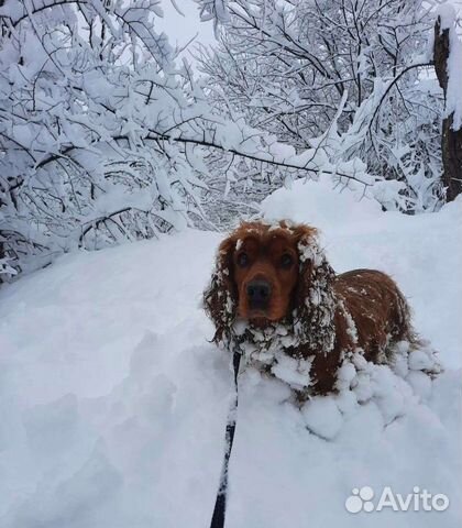 Вязка. Английский кокер спаниель. Ищем невесту