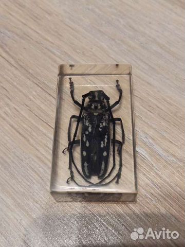 Жук-усач в акриловом бруске