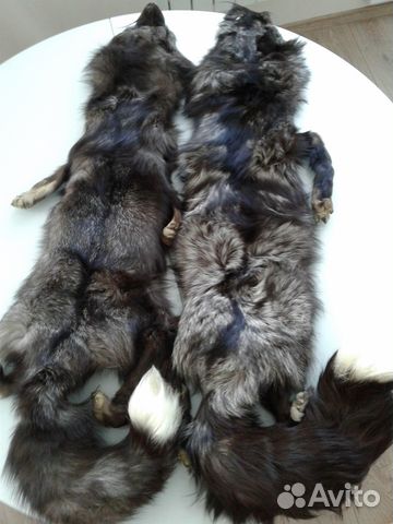 Шкурки чернобурки