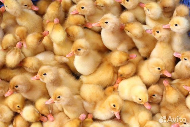 Цыплята бройлер,утка,несушка, гусь, индюк,мулард