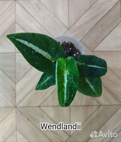 Сингониумы коллекционные