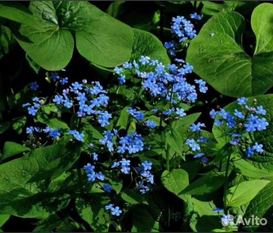 Незабудка Бруннера крупнолистная многолетняя