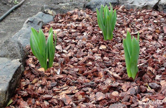 Кора / Сосновая кора / Мульча