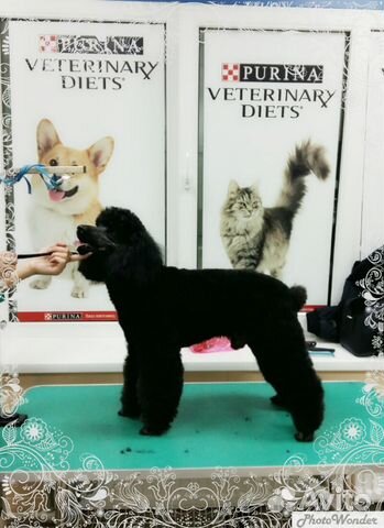 Стрижка собак и кошек, профессионально и красиво