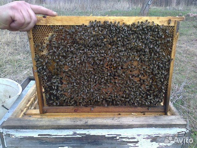 Пчелосемьи среднерусской породы купить на Зозу.ру - фотография № 1