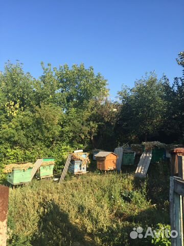 Пчёлы. Пчелиные семьи купить на Зозу.ру - фотография № 1