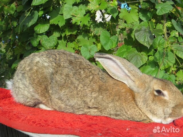Племенные кролики с хорошей кроликофермы купить на Зозу.ру - фотография № 2