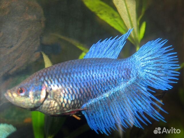 Петушок самка