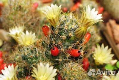 Кактус Mammillaria