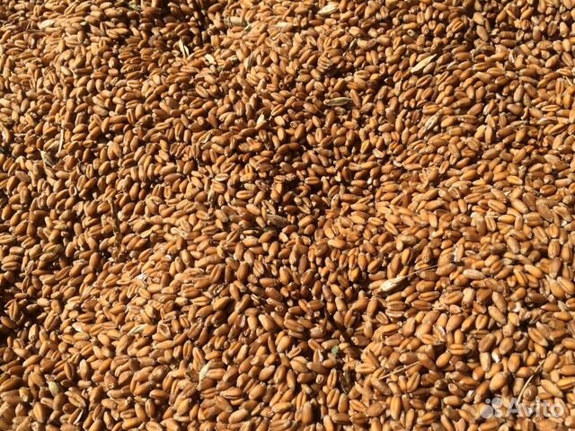 Пшеница 11000 купить на Зозу.ру - фотография № 1