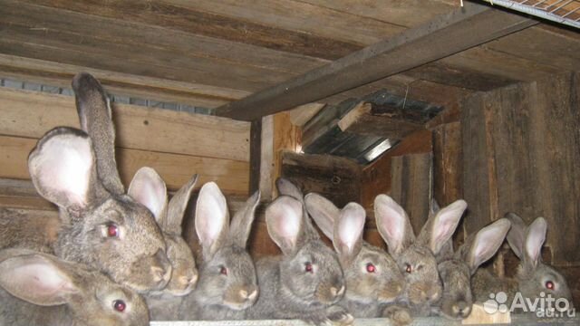 Кролики мясная порода фландр купить на Зозу.ру - фотография № 1