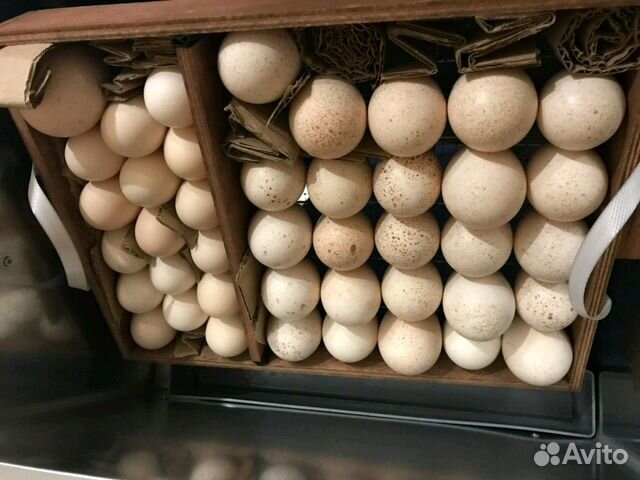 Инкубационное яйцо и цыплята (выведу под заказ ) купить на Зозу.ру - фотография № 1
