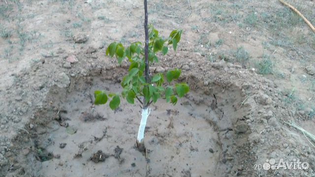 Участок 10 сот. (ИЖС) Участок 10 сот. (ИЖС)