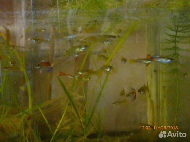 Аквариумные рыбки - моллинезии чёрные, гуппи, раст купить на Зозу.ру - фотография № 8