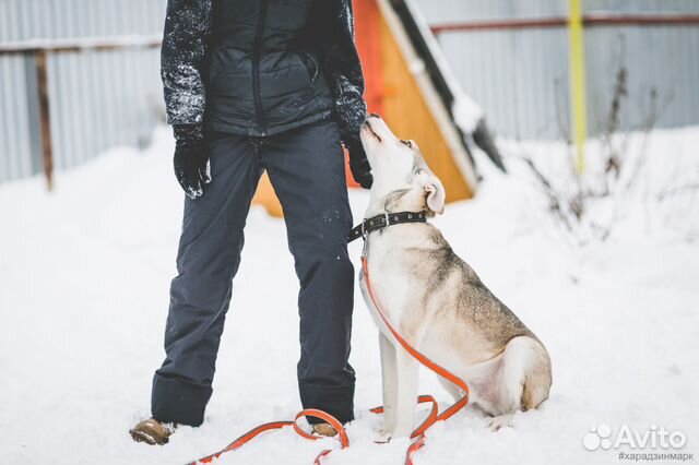 Спортивный пёс ищет свою семью купить на Зозу.ру - фотография № 9
