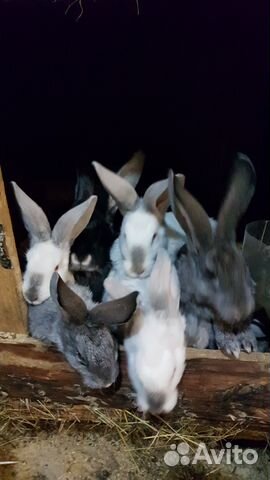 Кролики порода "Великан" 4 месяца купить на Зозу.ру - фотография № 1