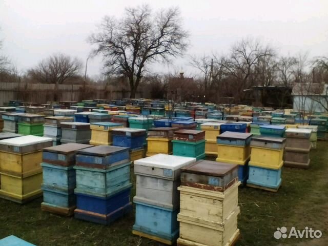 Пчелы алтайский купить. Пакеты пчёл кардаван в лабинскорайонем. Пакет пчел купить.
