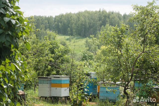Продам пчелосемьи с ульями купить на Зозу.ру - фотография № 3