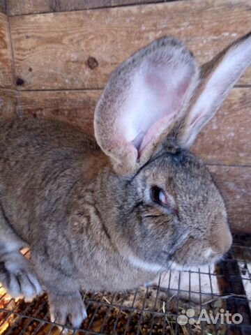 Крупные кролики и крольчата мясных пород купить на Зозу.ру - фотография № 6