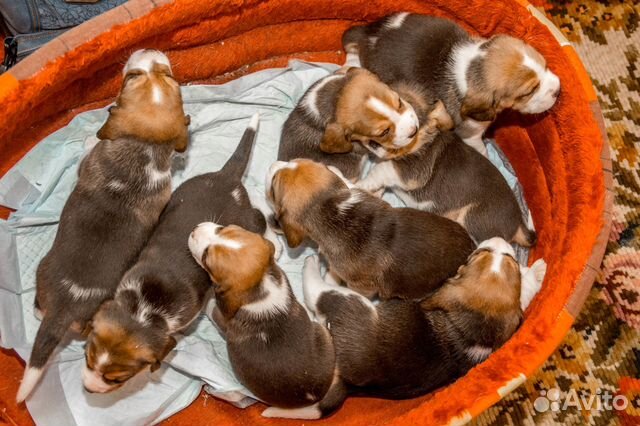 Щенки бигль из питомника
