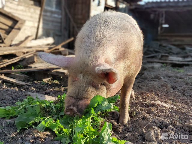 Продам свинью живым весом купить на Зозу.ру - фотография № 3