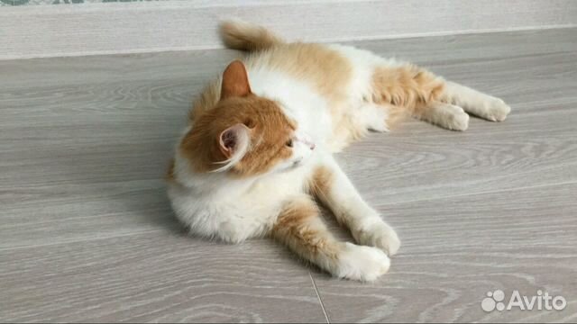 Кошечка стерилизована рыжая с белым купить на Зозу.ру - фотография № 2
