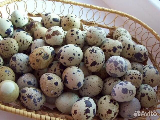Инкубационное яйцо: фазанов перепелов купить на Зозу.ру - фотография № 1
