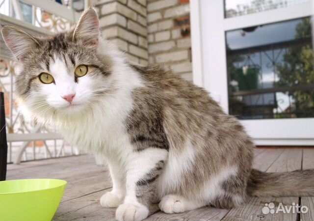 Домашний кот купить на Зозу.ру - фотография № 2