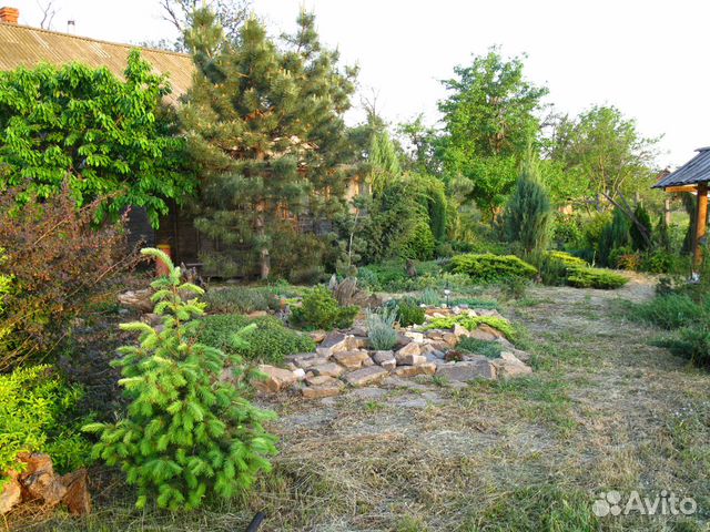 Саженцы хвойных,дубы,каштаны