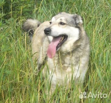 Бутон: пес - цветок купить на Зозу.ру - фотография № 10