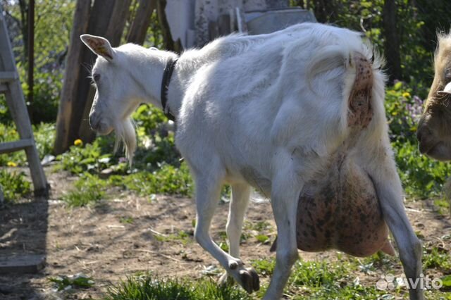 Зааненские козы купить на Зозу.ру - фотография № 7