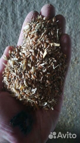 Отруби,размол пшеницы,пшеница купить на Зозу.ру - фотография № 1