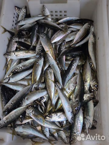 Рыба свежая сарган барабуля ставрида