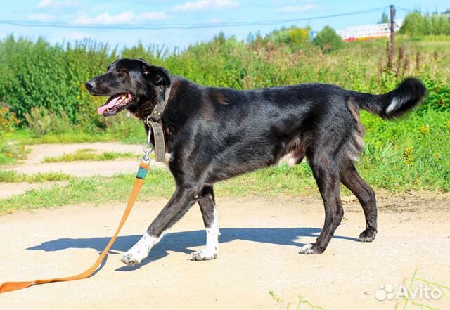Великолепный Рэмбо, крупный,очень добрый пес в дар купить на Зозу.ру - фотография № 5